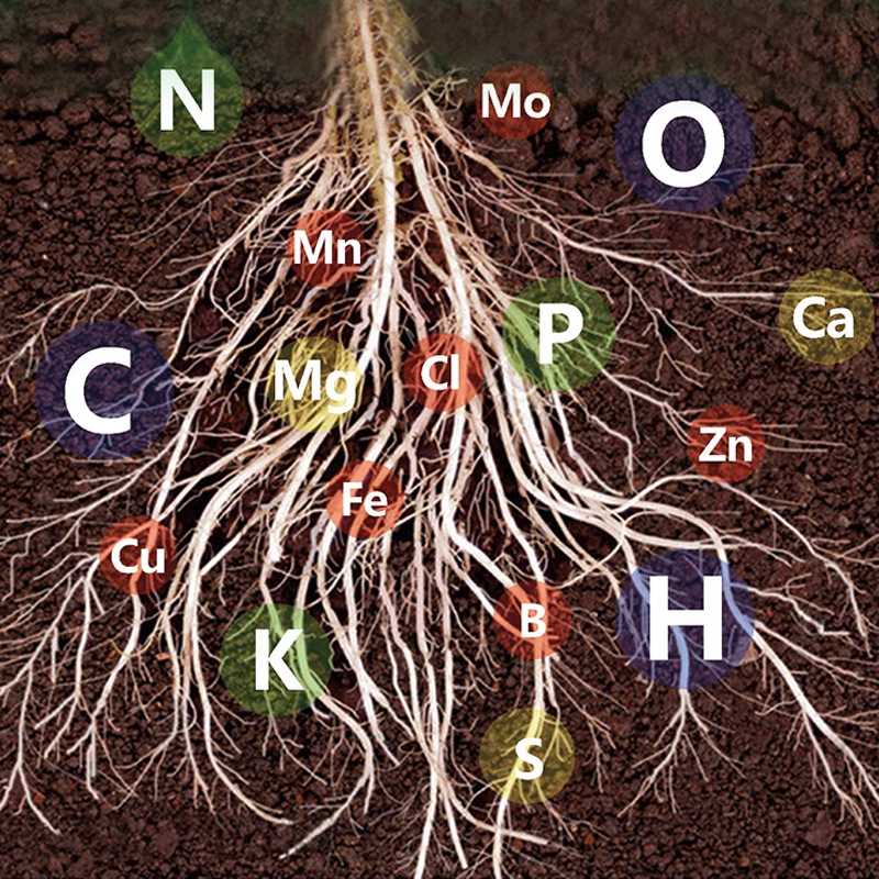 🔥Fast-Acting Nutrient Solution for Plants