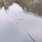 🐟High Sensitivity Intelligent Auto Fishing Float