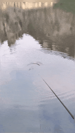 🐟High Sensitivity Intelligent Auto Fishing Float