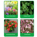 🔥Rapid Rooting And Flowering Powder（50% OFF）