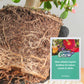 Plant Slow-release Stick Organic Fertilizer